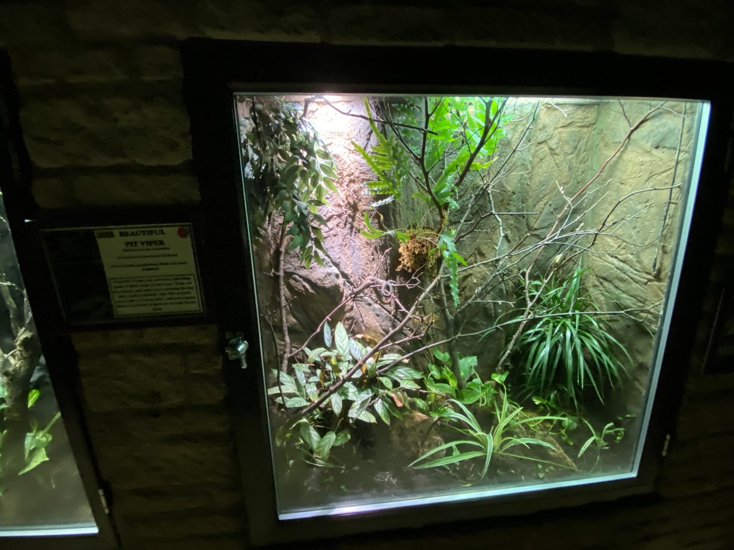 Reptile House - Beautiful pitviper exhibit 280222