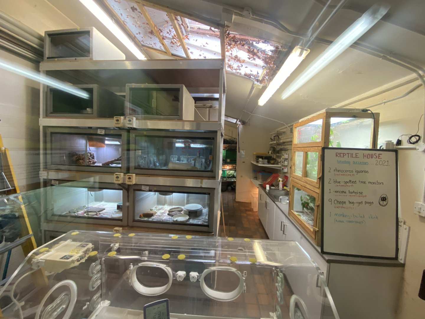 Reptile House - Behind the scenes 190622