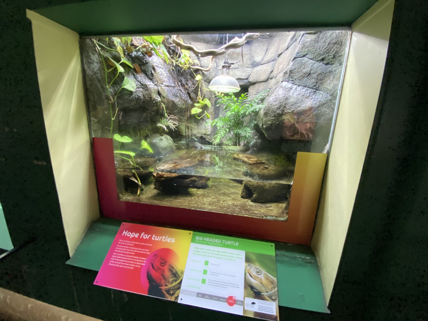 Reptile House - Big-headed turtle exhibit 180322