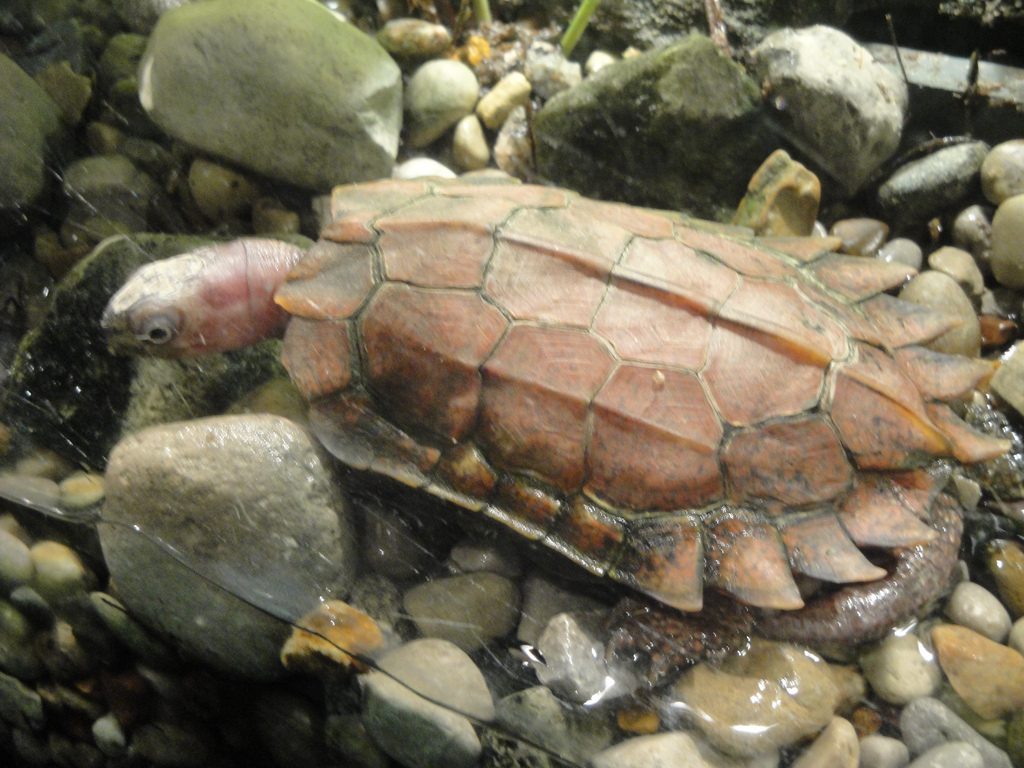 Reptile House - Black-breasted Leaf Turtle