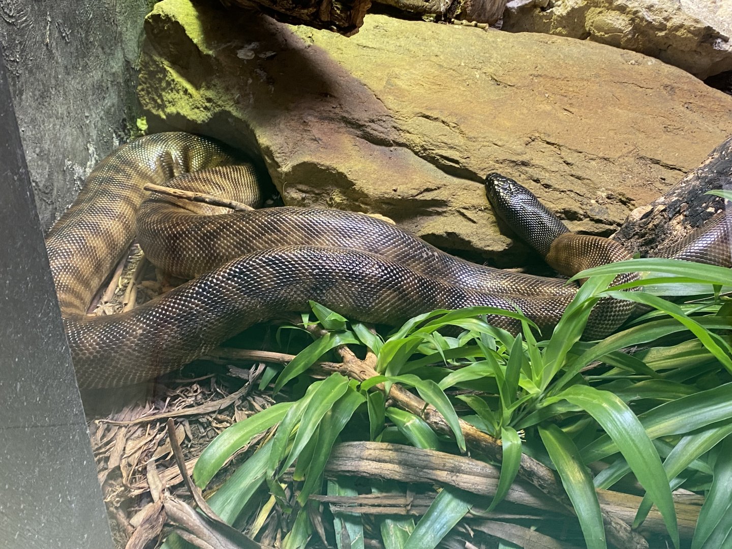 Reptile House - Black-headed python 180322