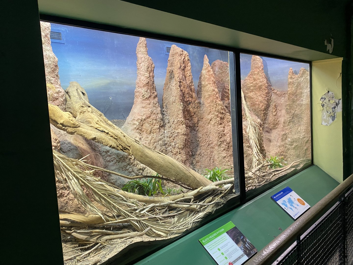 Reptile House - Black-headed python exhibit 180322