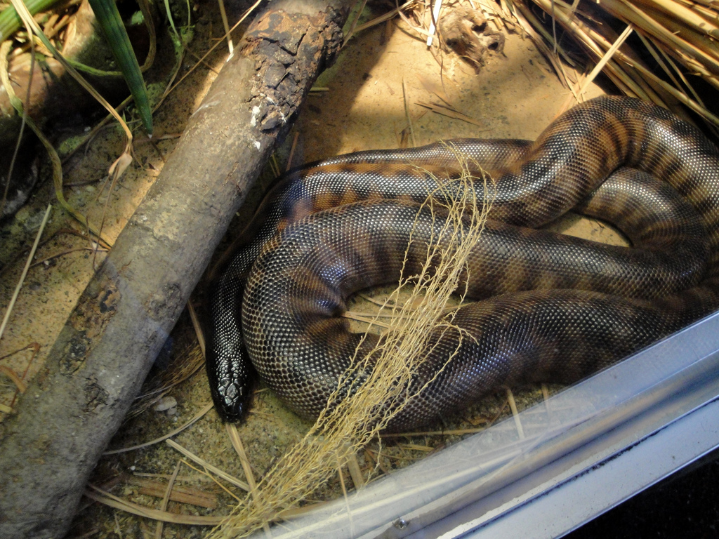 Reptile House - Black-headed Python