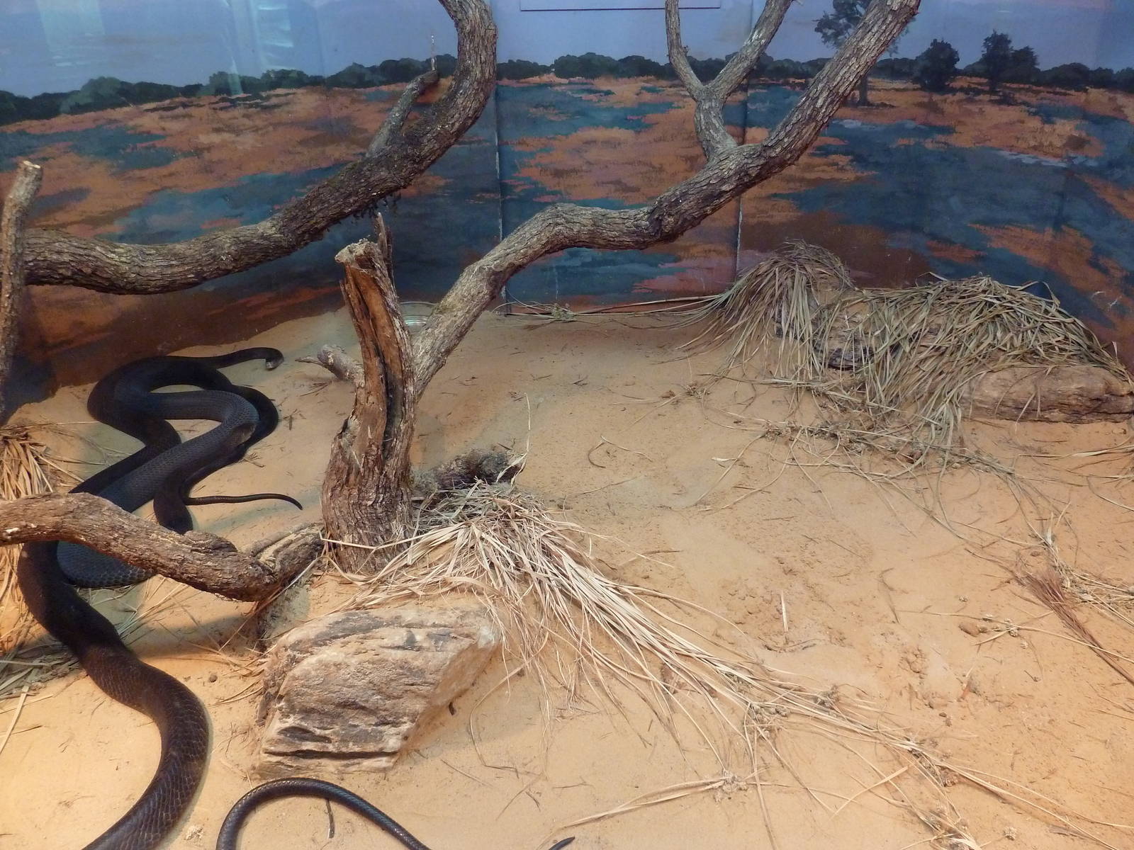 Reptile House - Black Mamba Exhibit