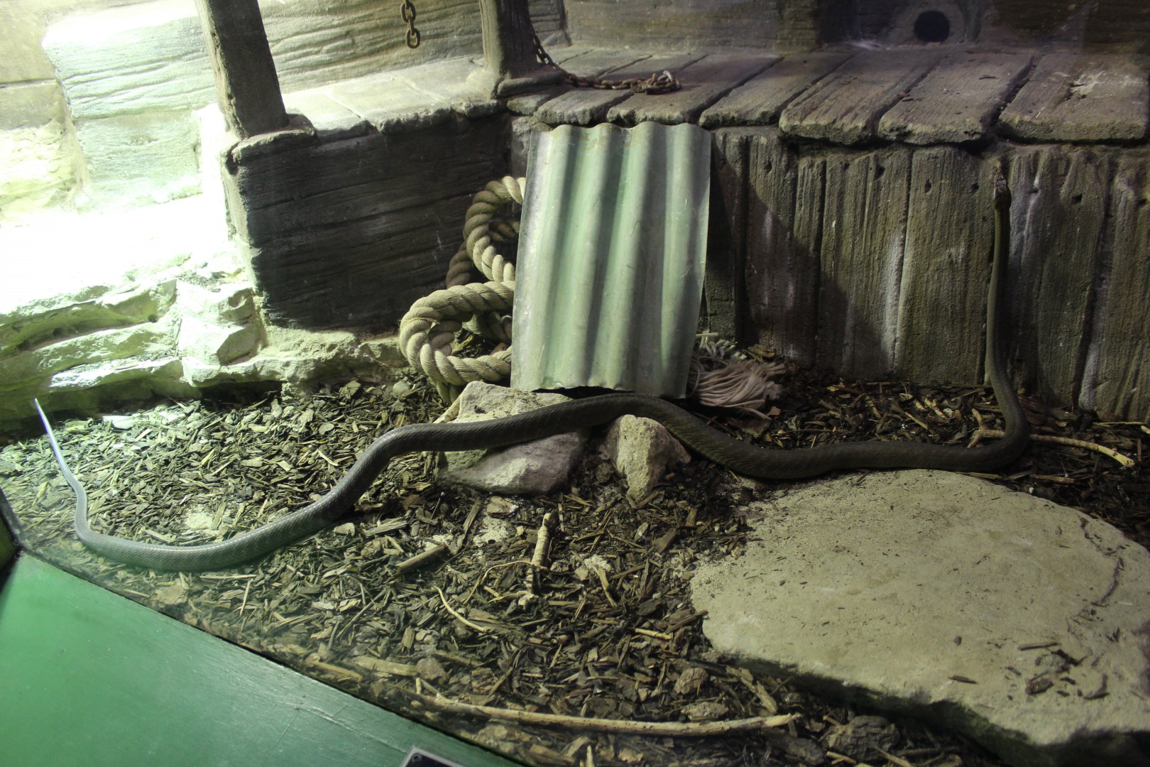 Reptile House: Black Mamba