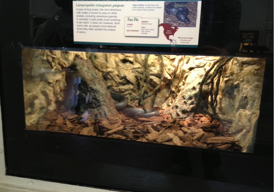 Reptile House-Black Milk Snake exhibit