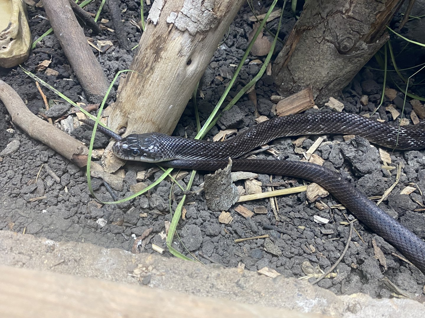 Reptile House - Black rat snake 030924