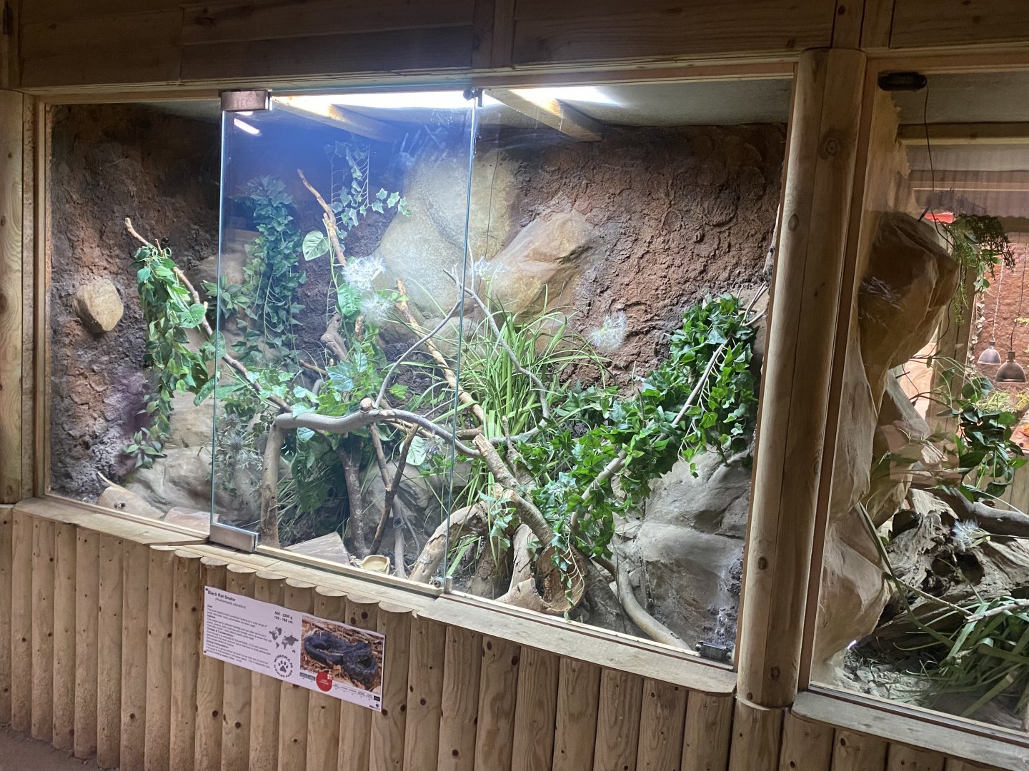 Reptile House - Black rat snake exhibit 030924