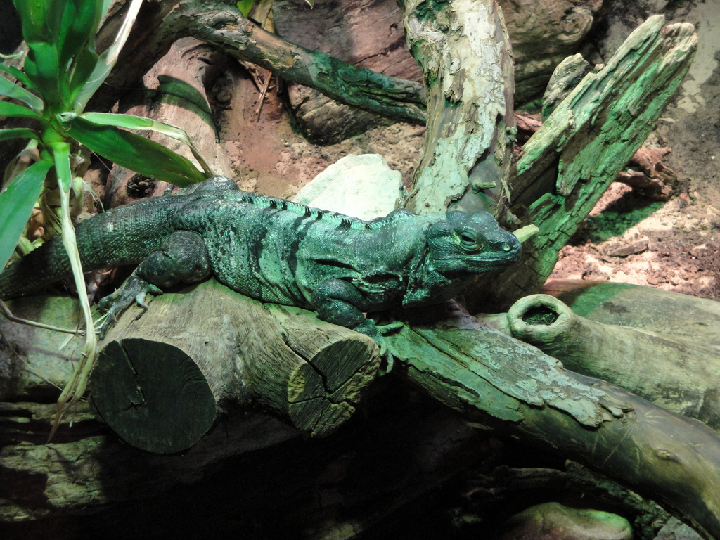 Reptile House - Black Spiny-tailed Iguana