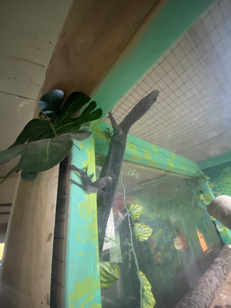 Reptile House - Black tree monitor 231022
