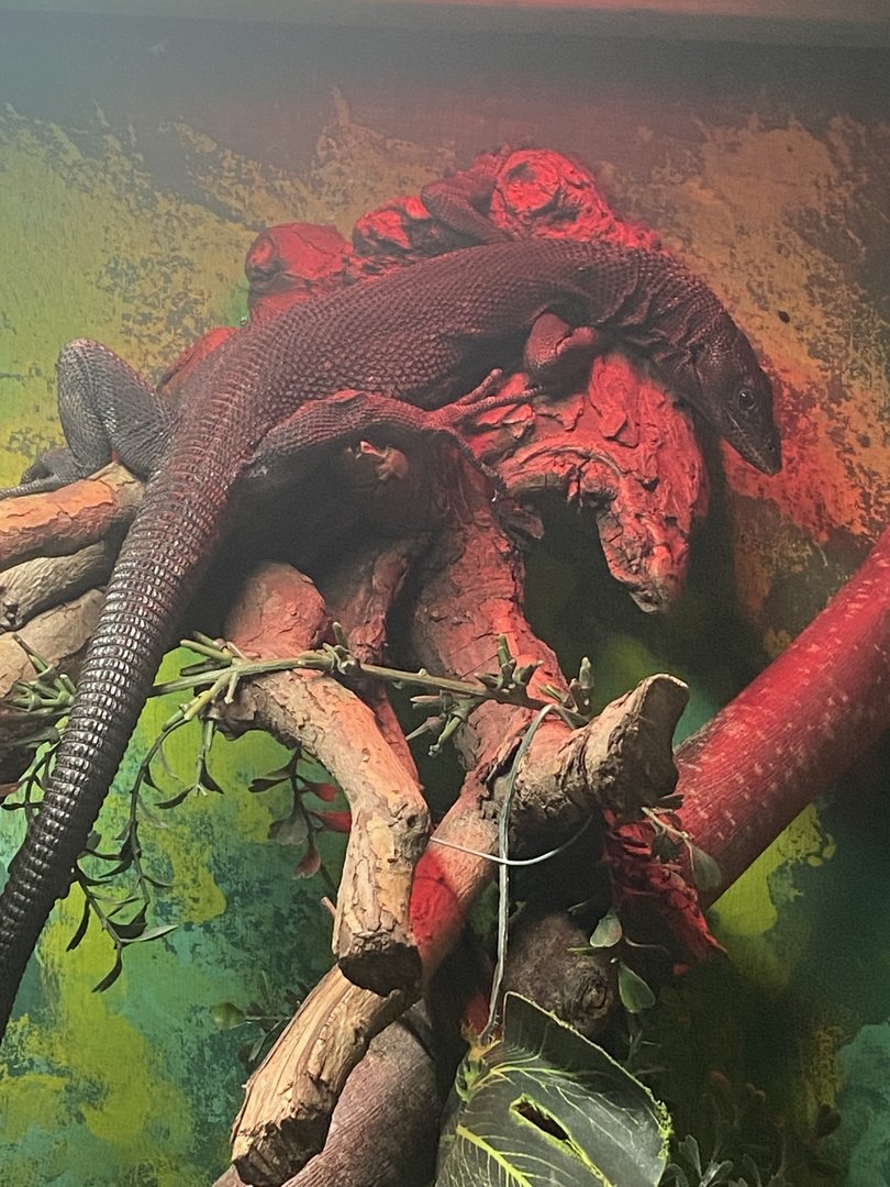 Reptile House - Black tree monitor 231022