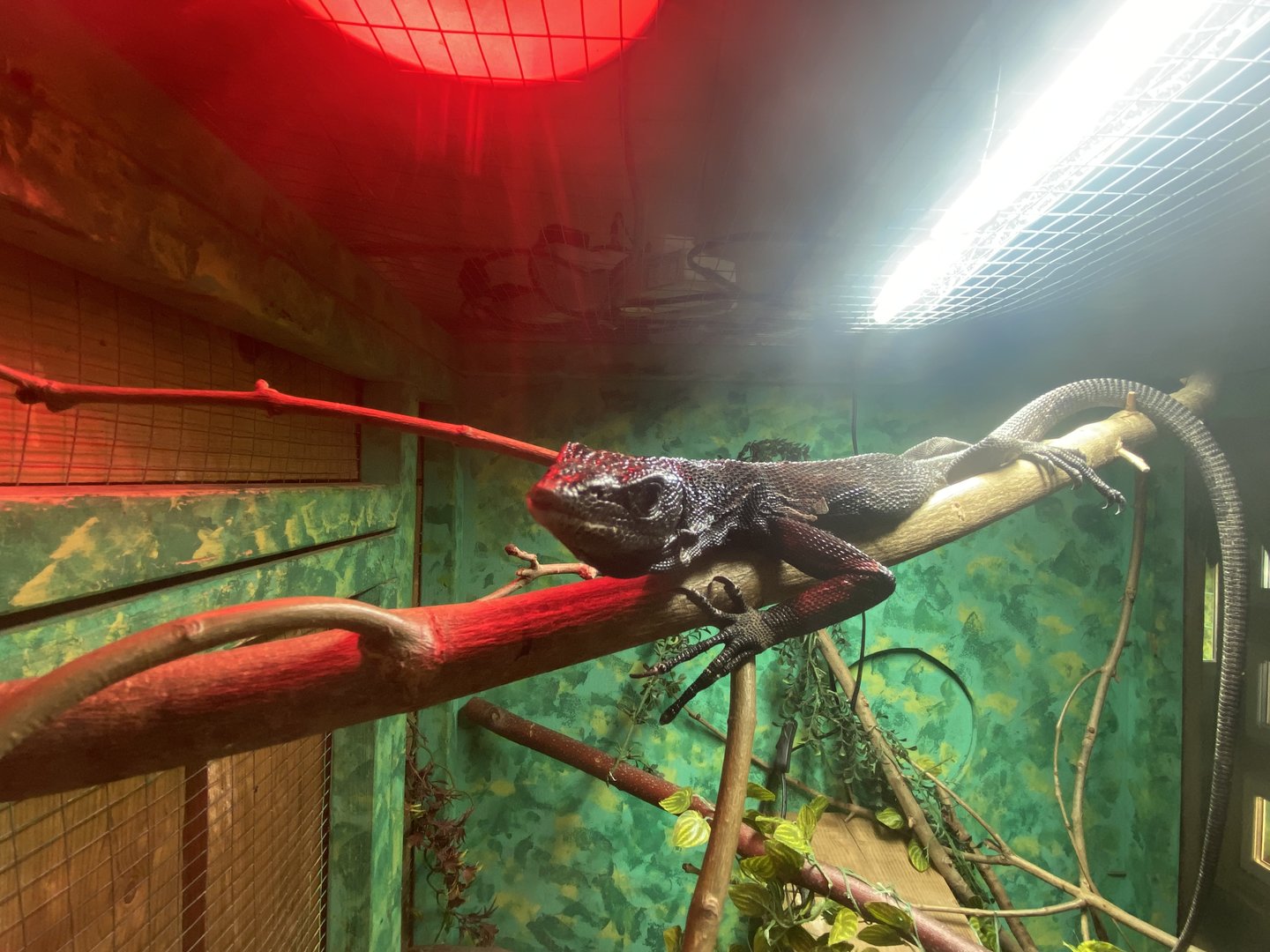 Reptile House - Black tree monitor 231022