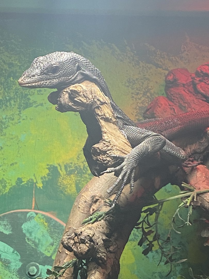Reptile House - Black tree monitor 231022