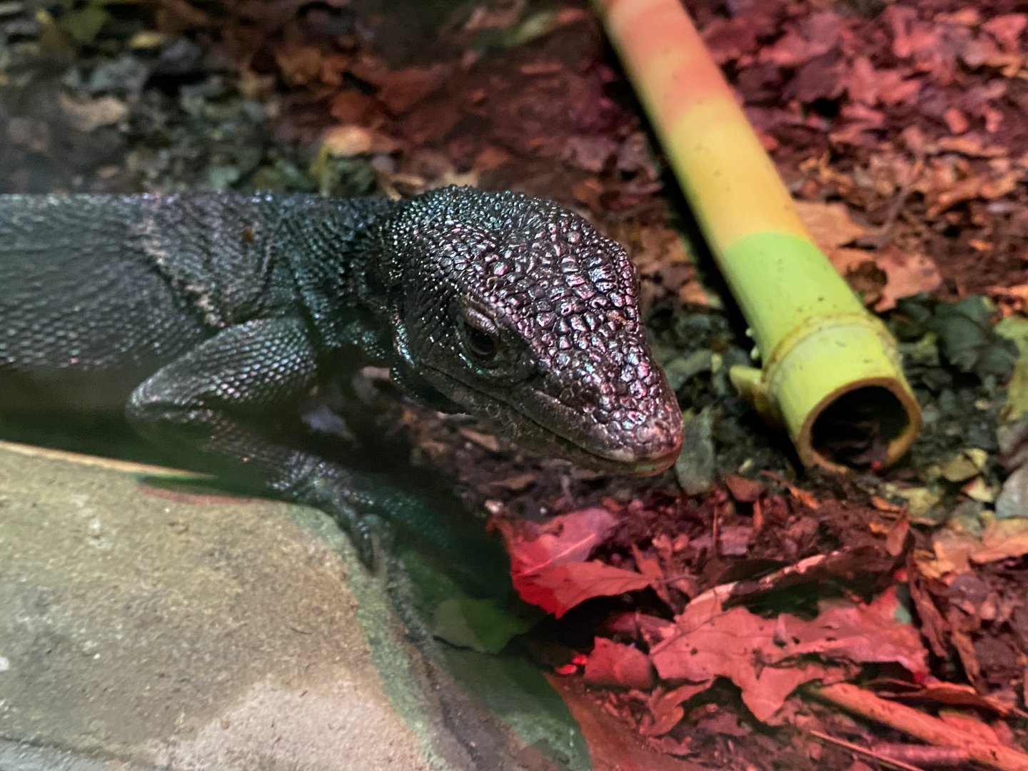 Reptile House - Black tree monitor 280222
