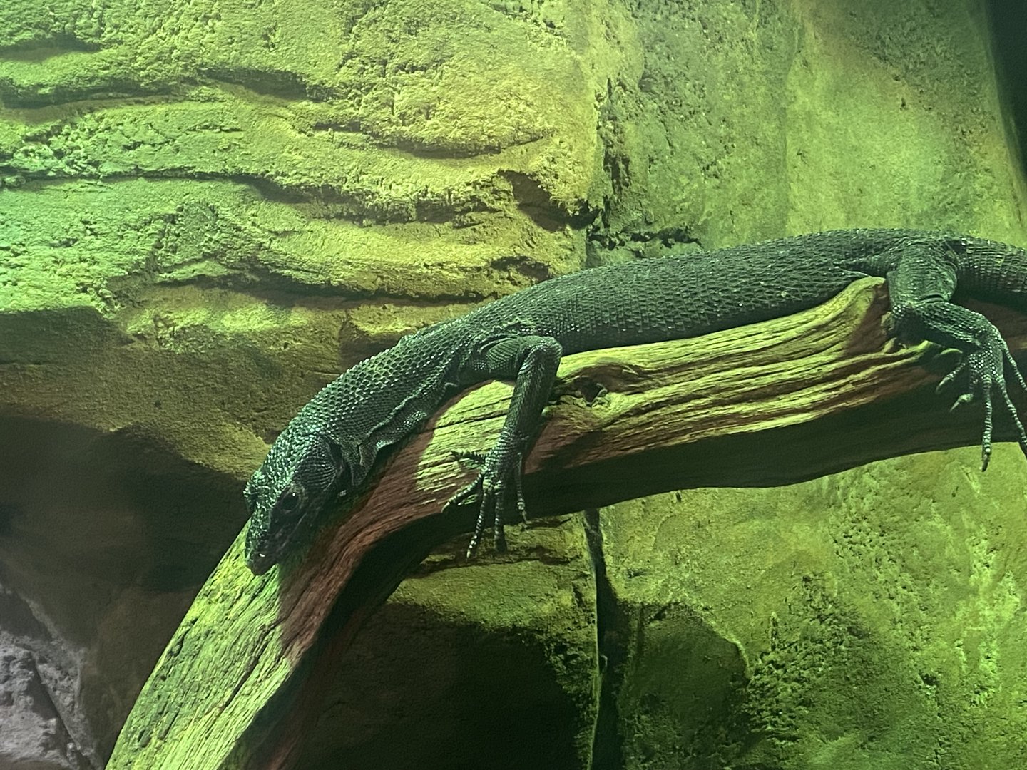 Reptile House - Black tree monitor 280423