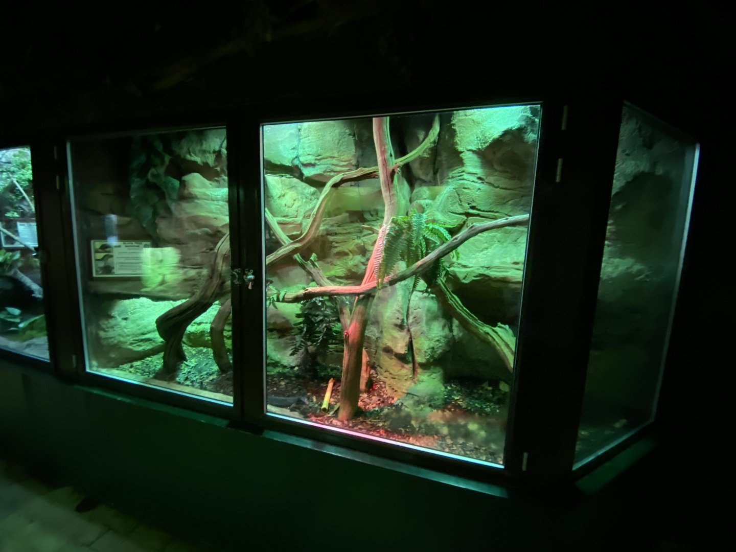 Reptile House - Black tree monitor exhibit 280222