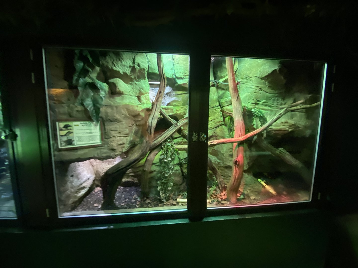 Reptile House - Black tree monitor exhibit 280423