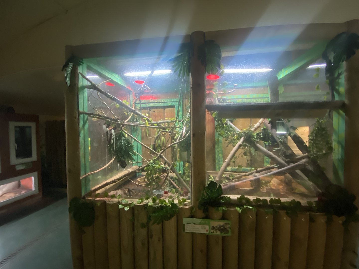 Reptile House - Black tree monitor exhibits 231022