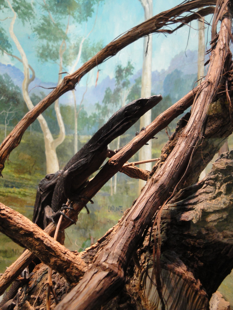 Reptile House - Black Tree Monitors