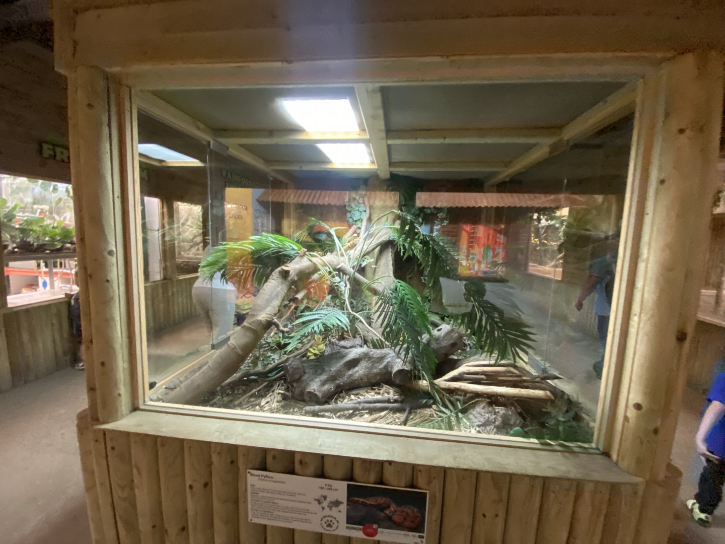 Reptile House - Blood python exhibit 030924