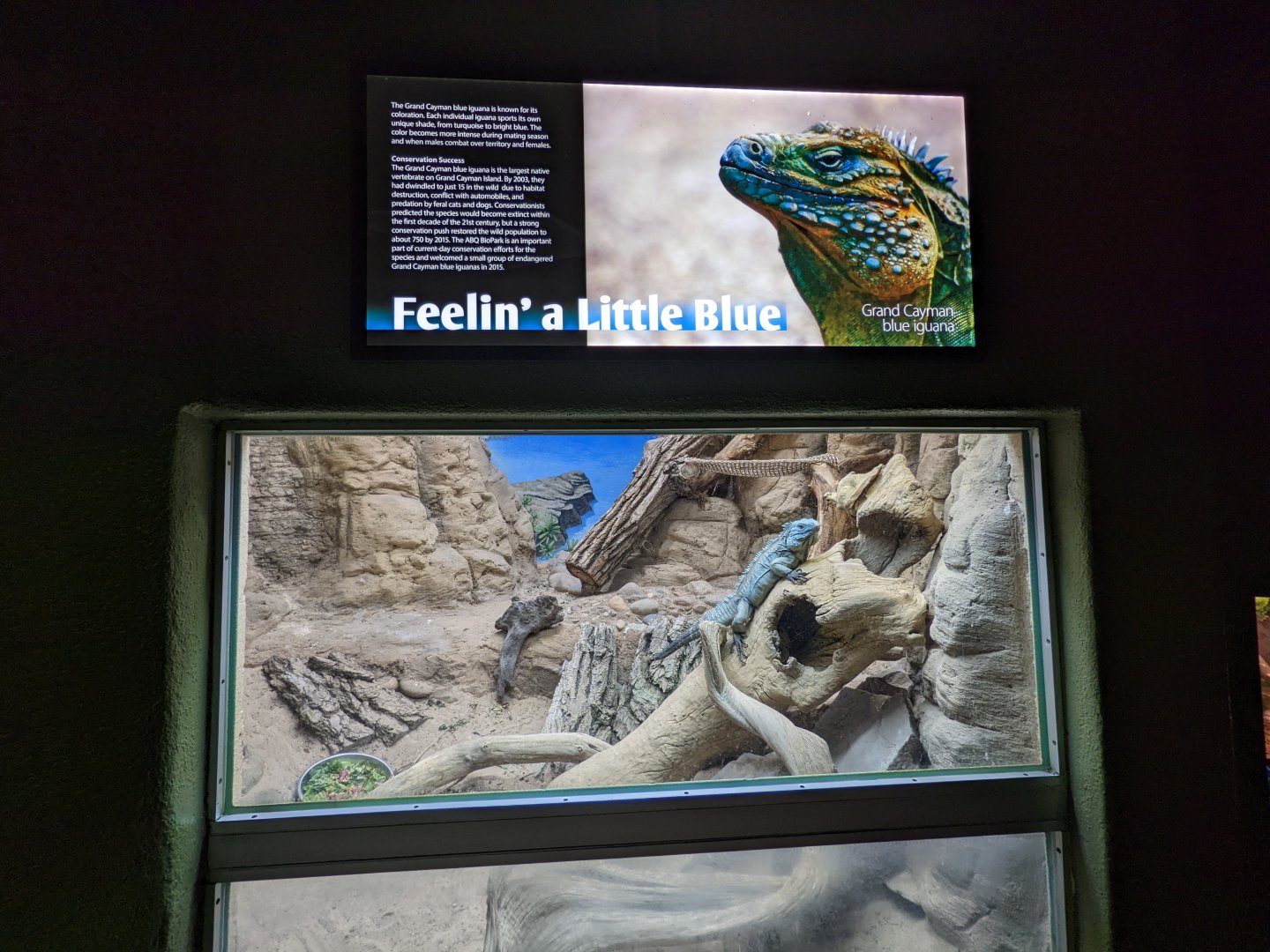Reptile house - blue iguana habitat #2