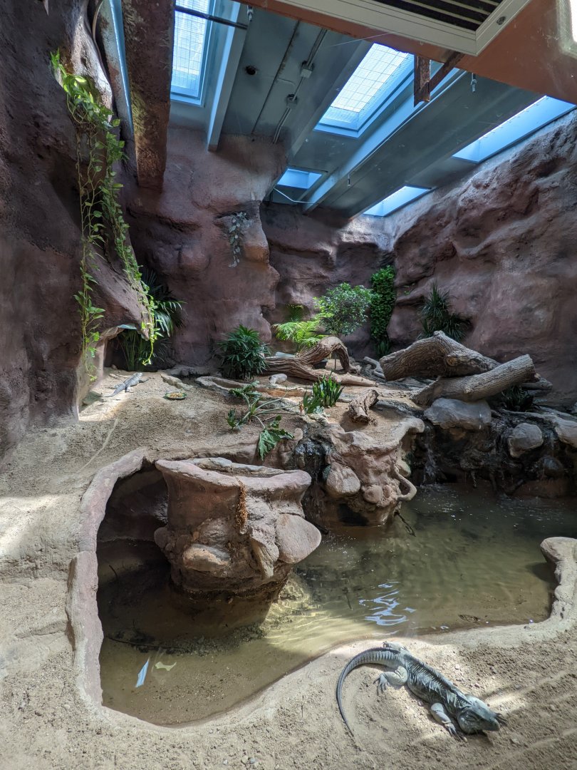 Reptile house - Blue iguana