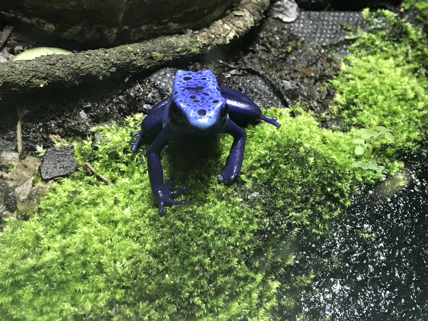 Reptile House - Blue poison dart frog 261018