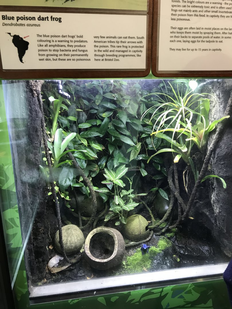 Reptile House - Blue poison dart frog exhibit 261018