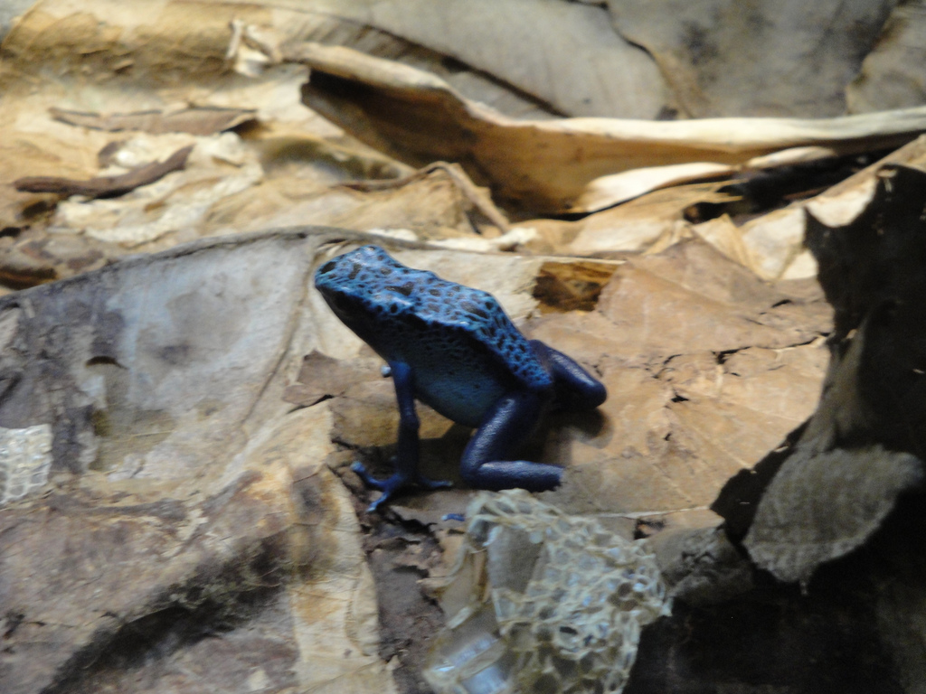 Reptile House - Blue Poison Dart Frog