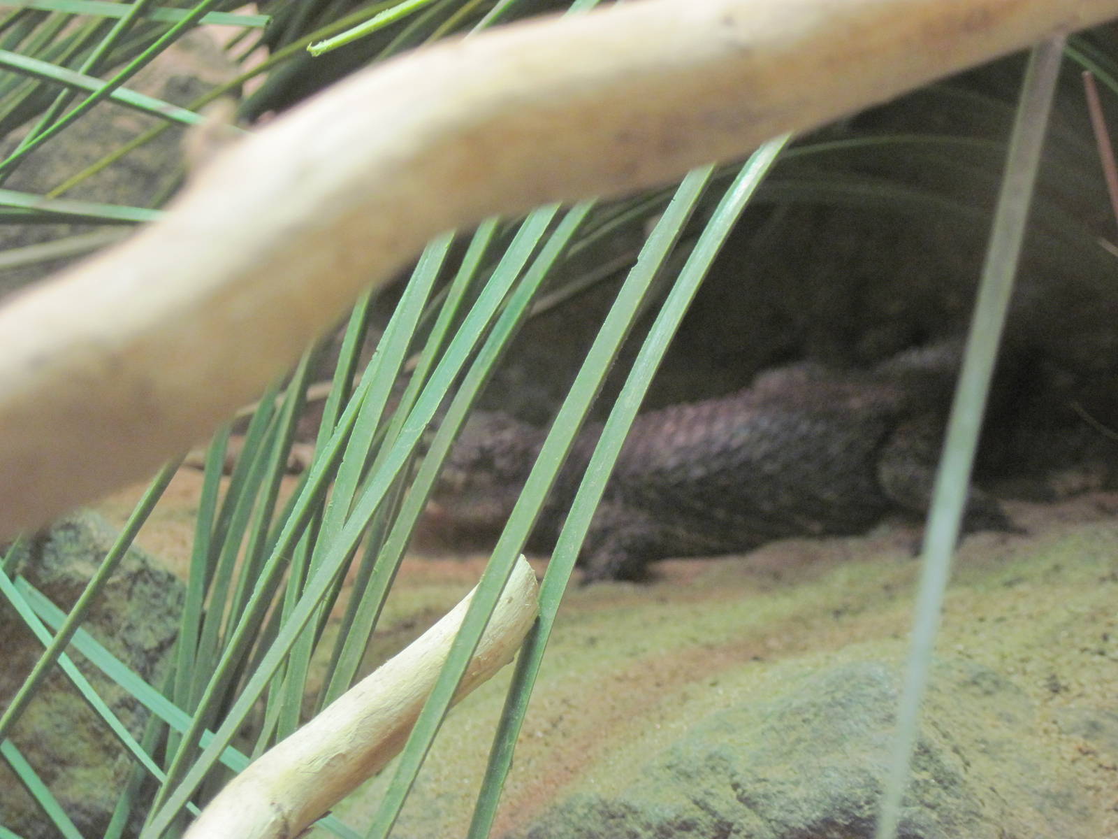 Reptile House-Blue Spiny Lizard