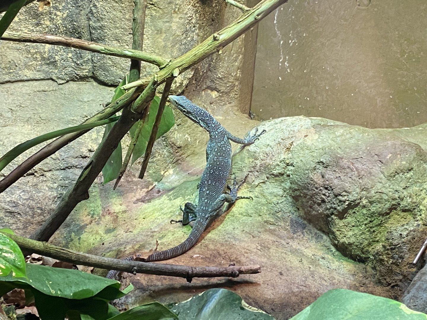 Reptile House - Blue-spotted tree monitor 180322