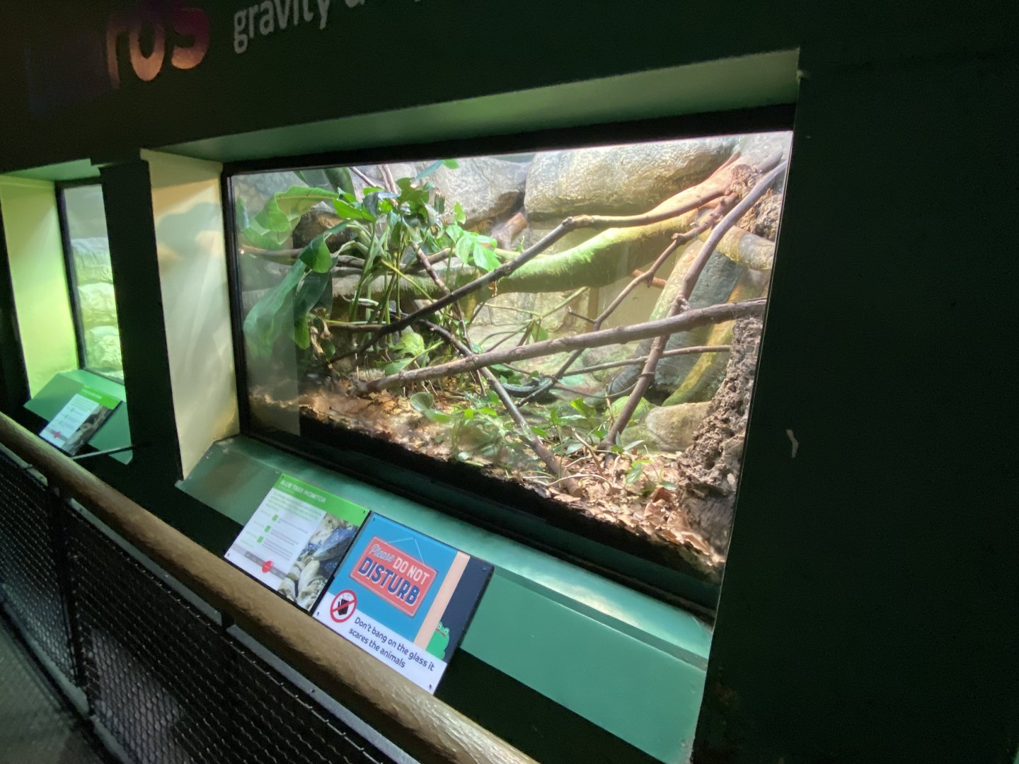 Reptile House - Blue-spotted tree monitor exhibit 180322