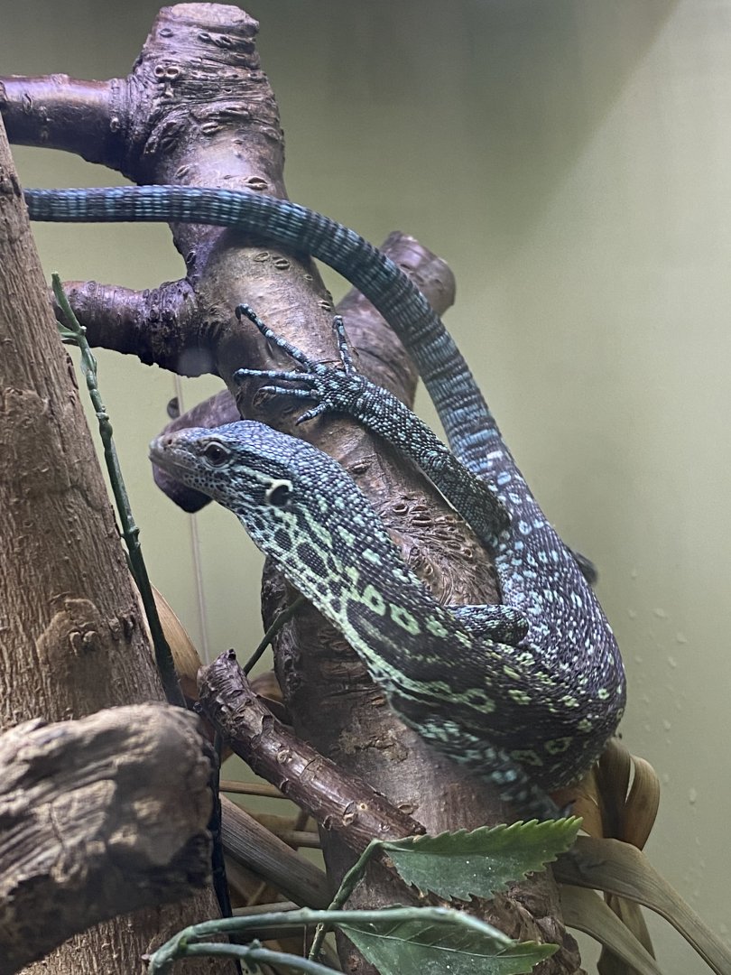 Reptile House - Blue tree monitor 190622
