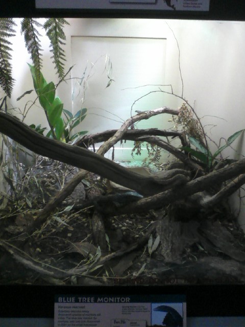 Reptile House- Blue Tree Monitor exhibit