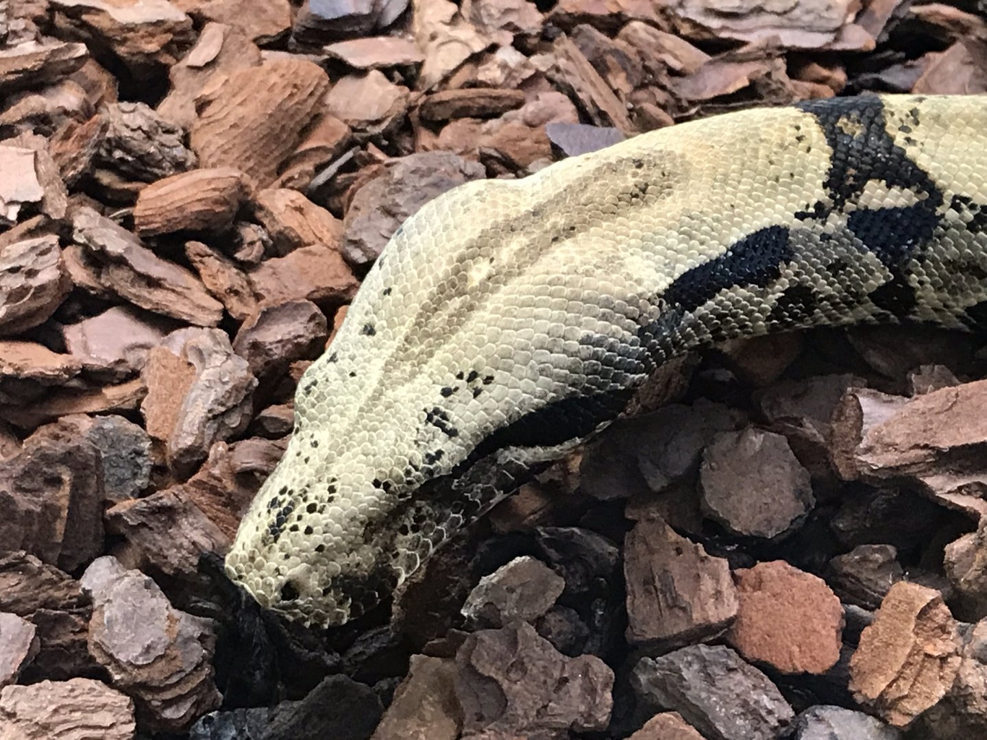 Reptile House - Boa constrictor 230619