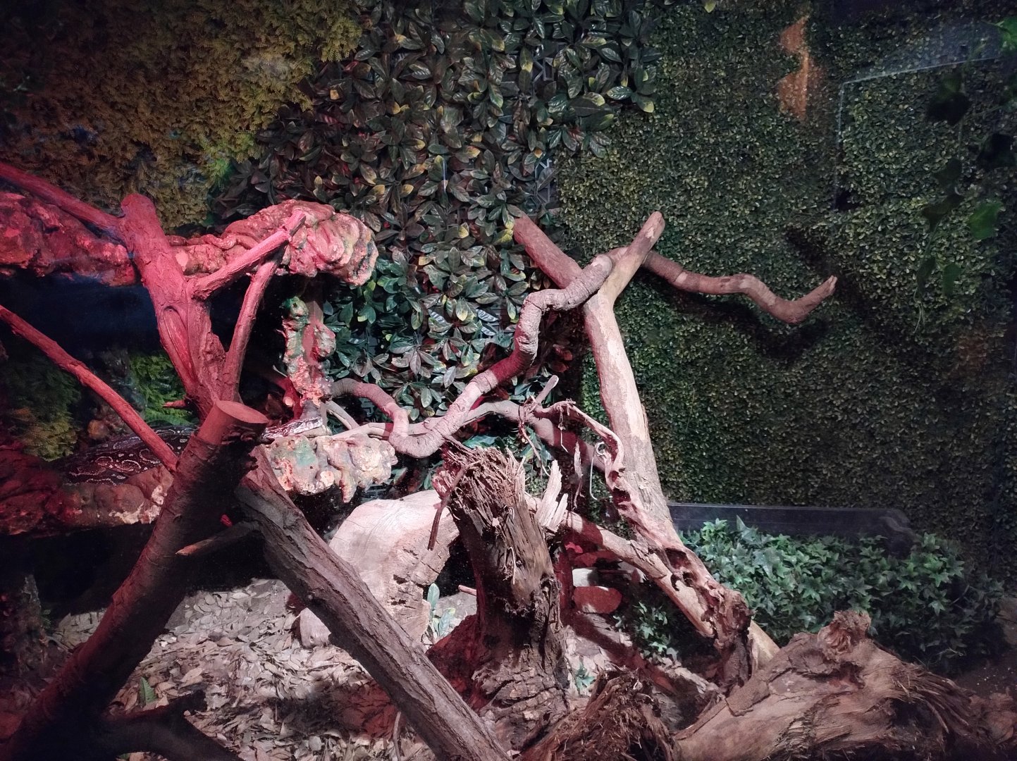 Reptile house boa exhibit - Santiago zoo (Zoologico nacional)