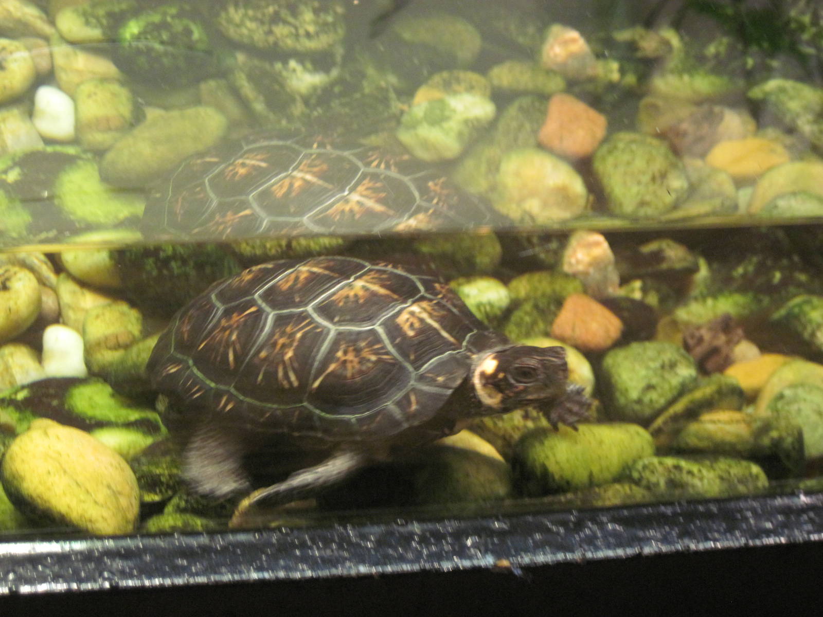 Reptile House-Bog Turtle