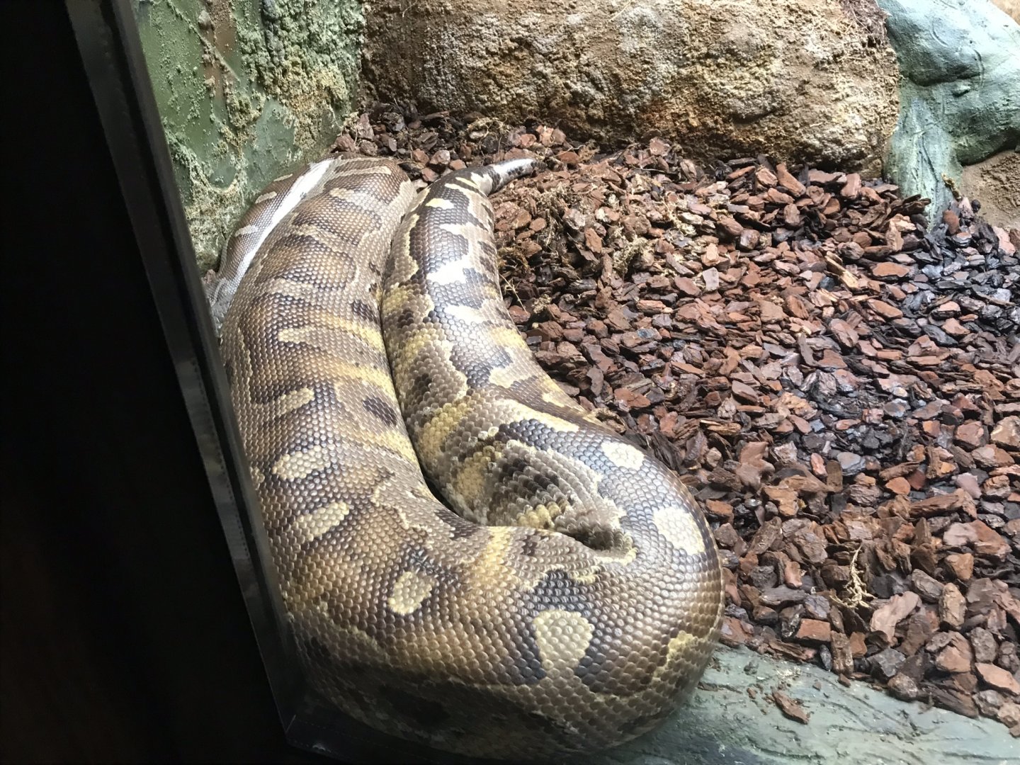Reptile House - Bornean blood python 230619