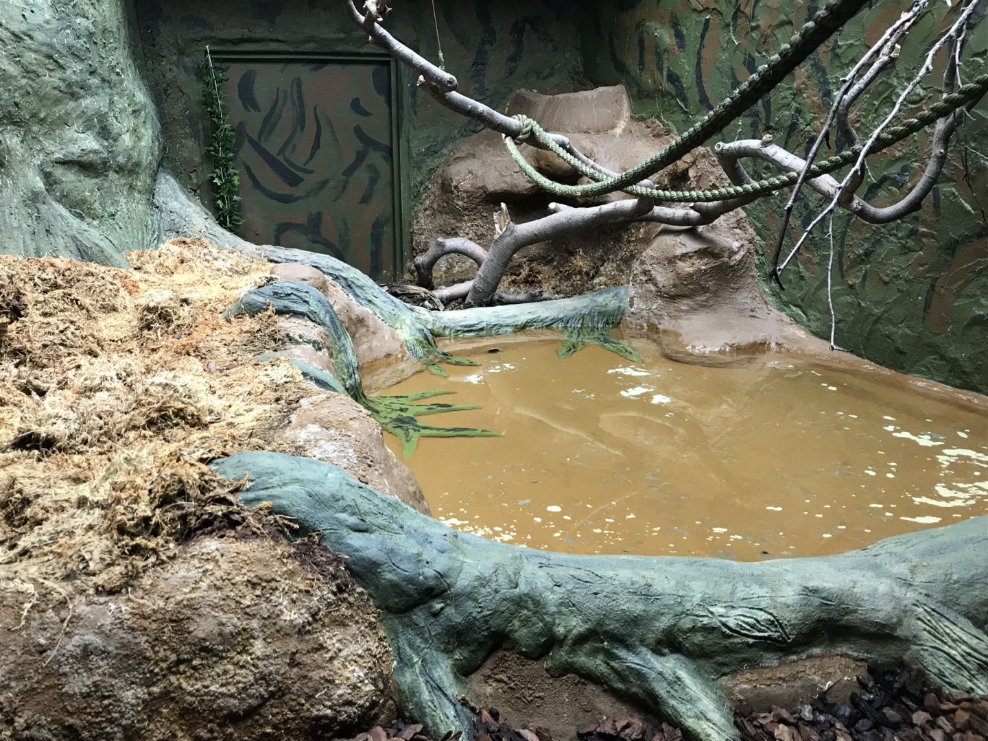 Reptile House - Bornean blood python exhibit 230619