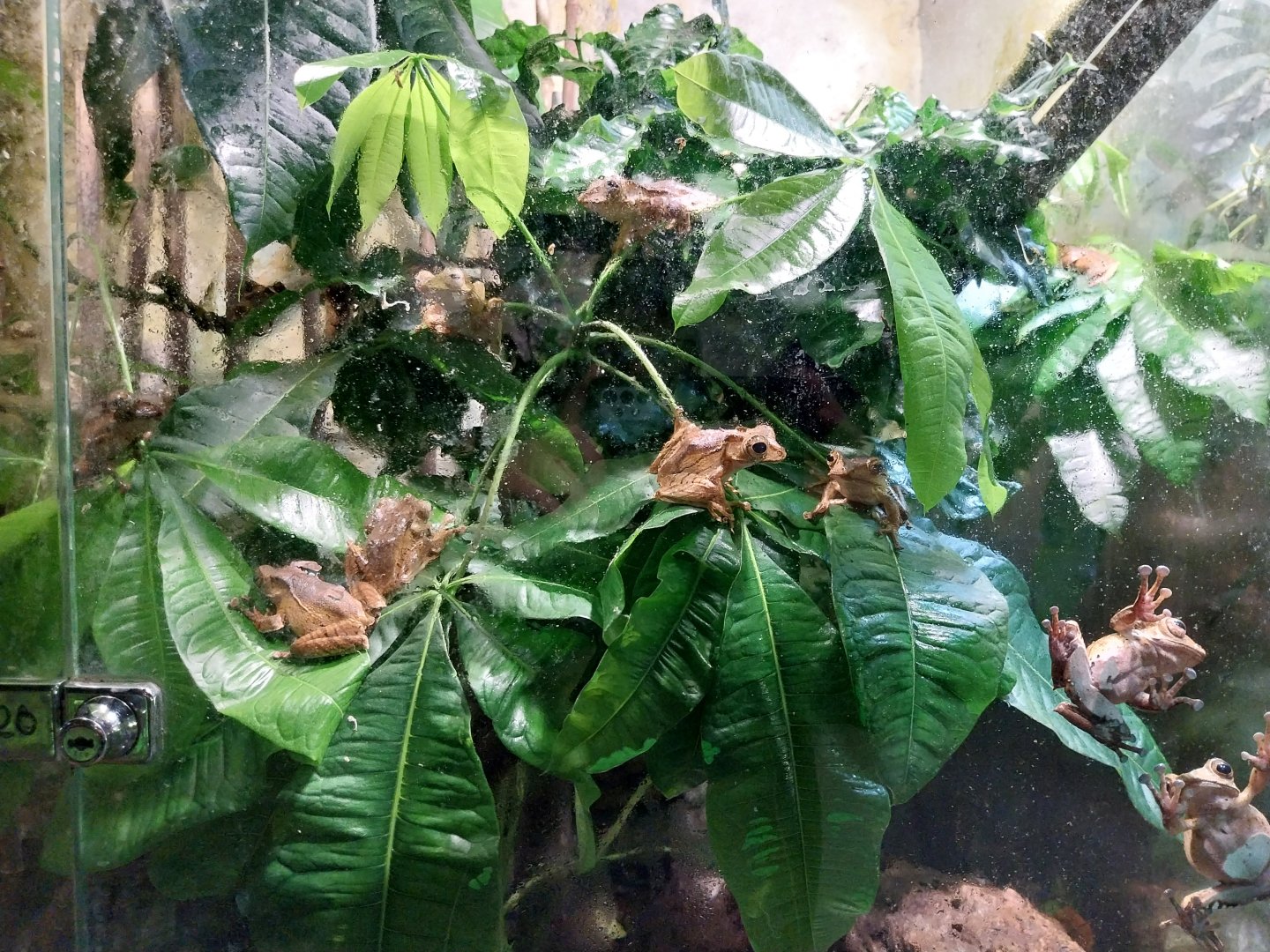 Reptile House - Borneon File-eared tree frog (Polypedates otilophus)