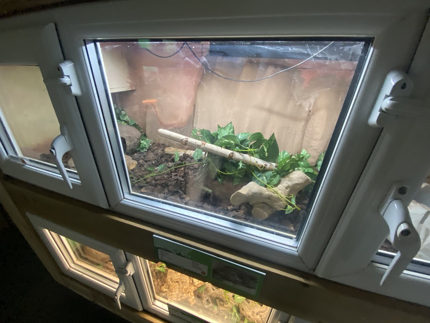 Reptile House - Brazilian rainbow boa exhibit 231022