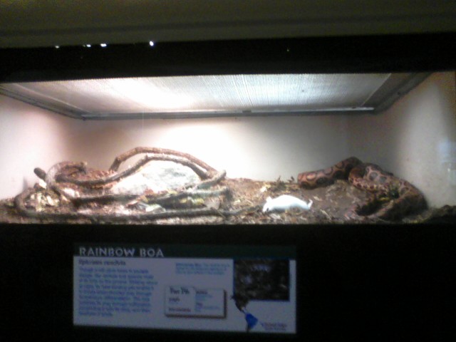 Reptile House- Brazilian Rainbow Boa exhibit