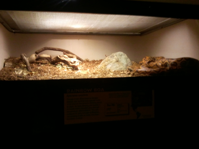 Reptile House-Brazilian Rainbow Boa exhibit
