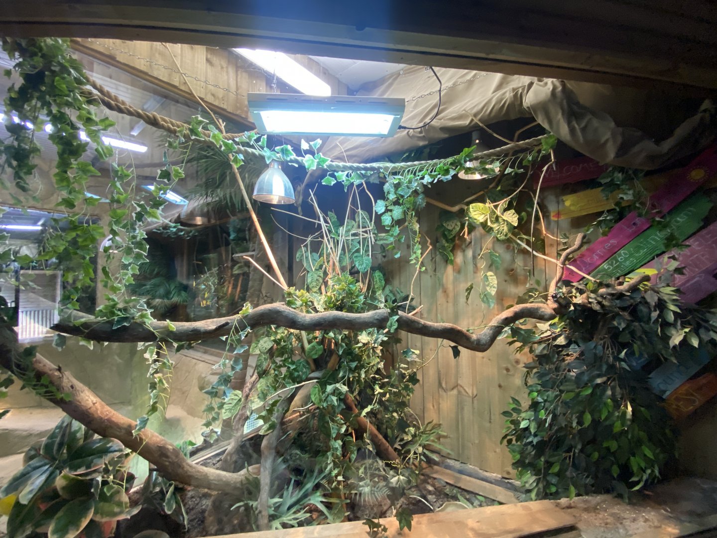 Reptile House - Bredl’s python exhibit 030924