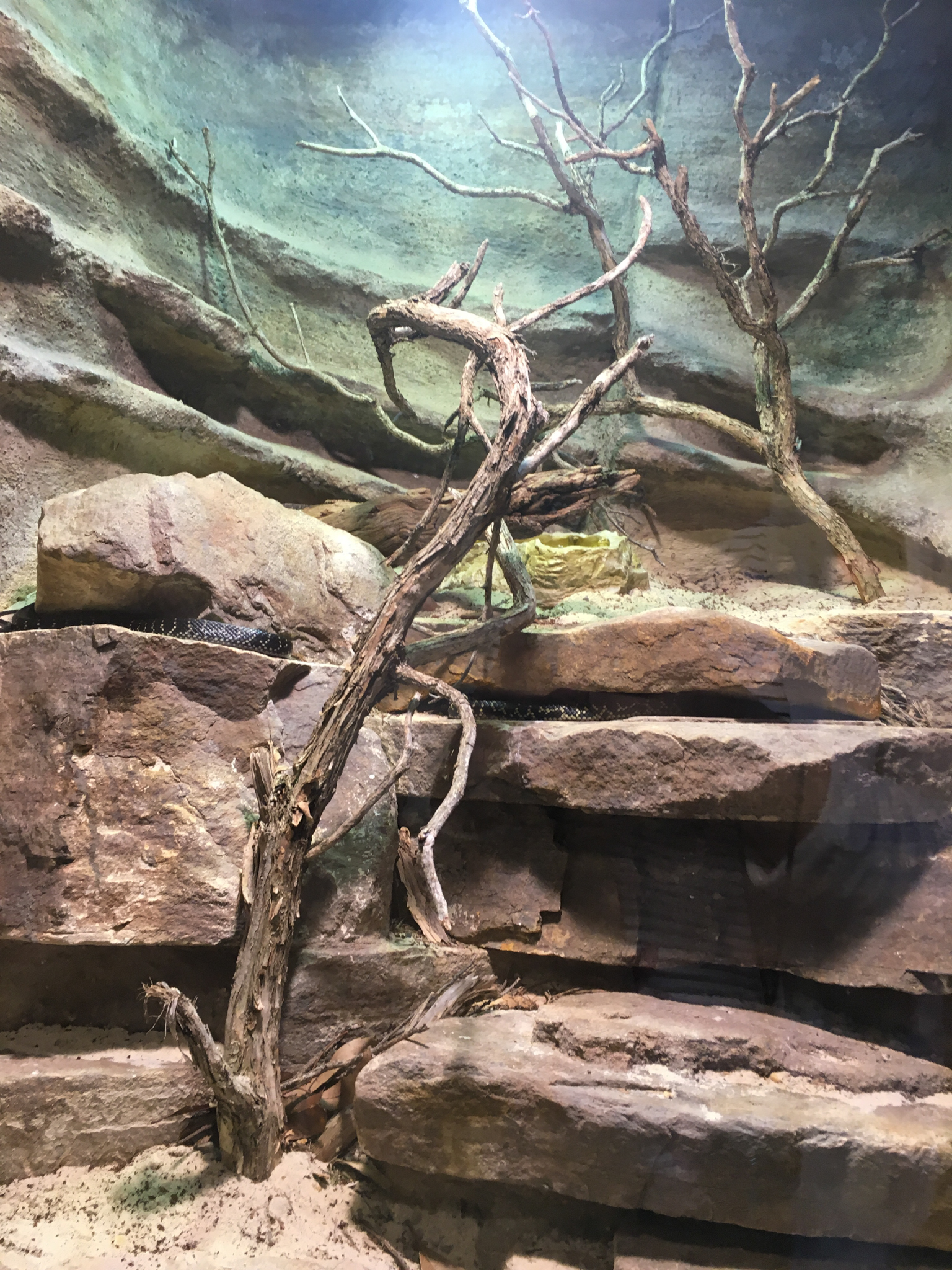 Reptile House - Broad-headed Snake Exhibit - December 2018