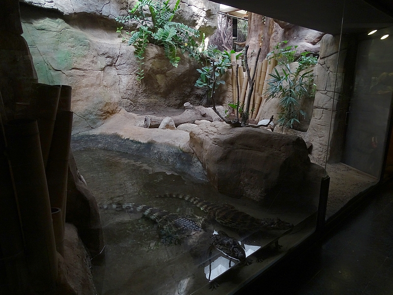 Reptile House - Broad-snouted caiman enclosure