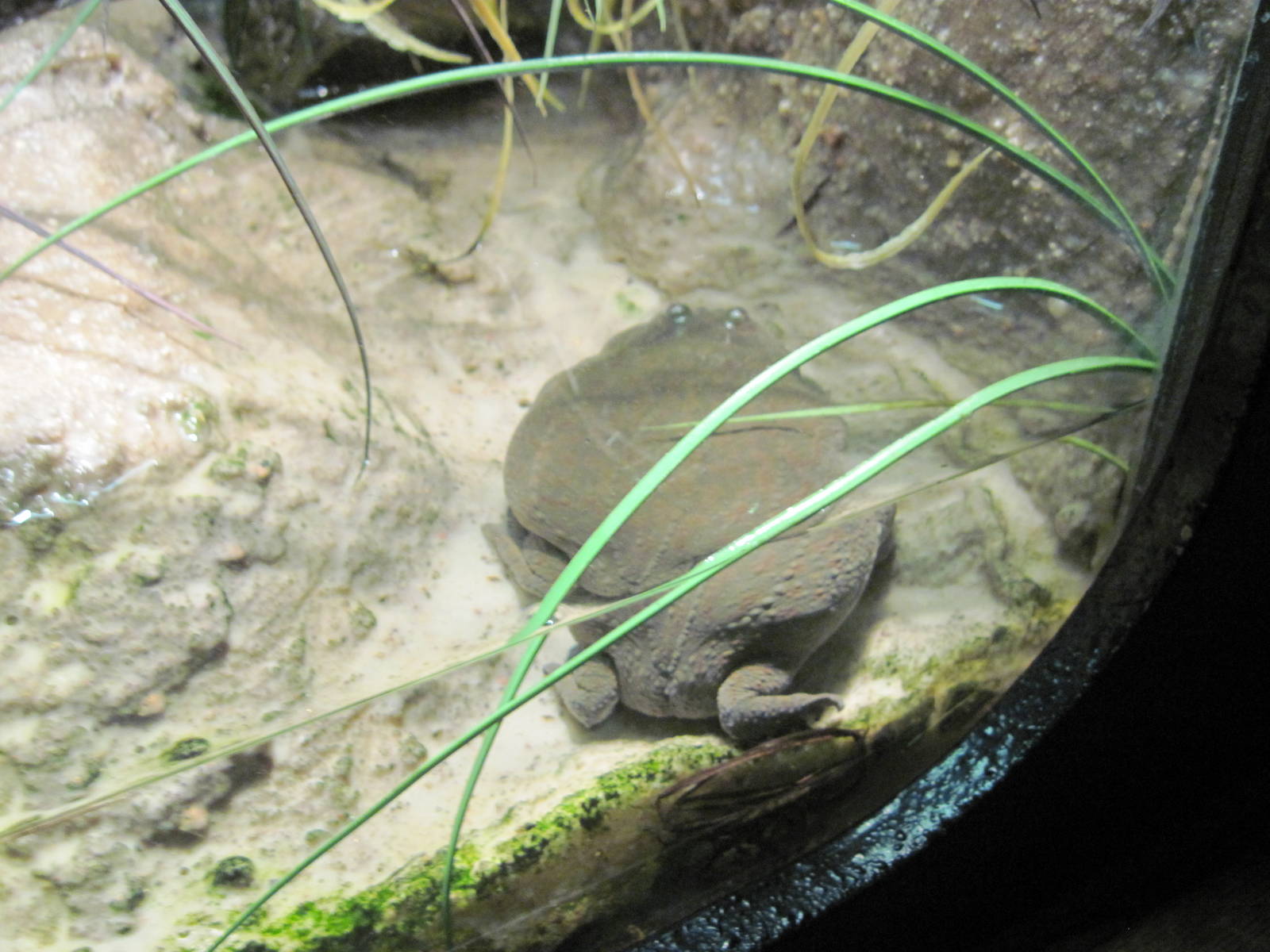 Reptile House-Budgett's Frog