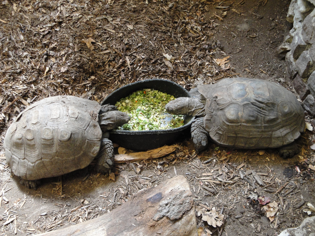 Reptile House - Burmese Brown Tortoises