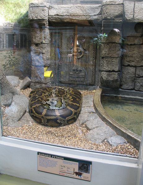 Reptile House-Burmese Python Exhibit