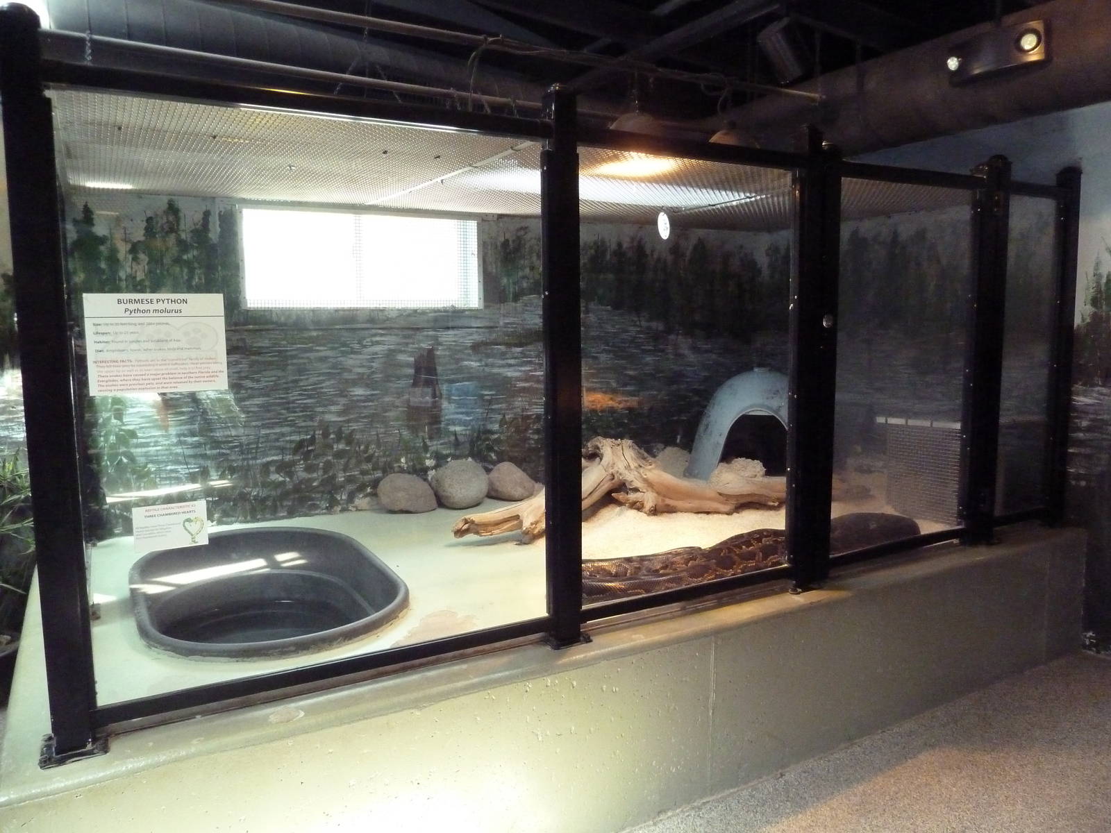 Reptile House - Burmese Python Exhibit